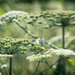 Giant hogweed by atchoo
