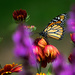Butterfly in colour by novab