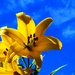 lilies by ianmetcalfe