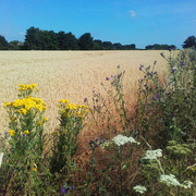 5th Jul 2018 - wild flowers and wheat