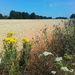 wild flowers and wheat by ianmetcalfe
