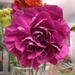 Gorgeous carnation by cpw