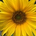 Sunflower by ninihi