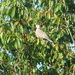 pidgeon in cherry tree by arthurclark