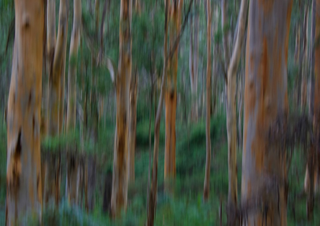 Karri Forest ICM_DSC1827 by merrelyn