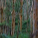 Karri Forest ICM_DSC1827 by merrelyn