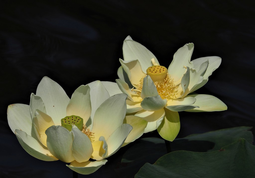 Lotus flower by jacqbb