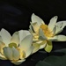 Lotus flower by jacqbb