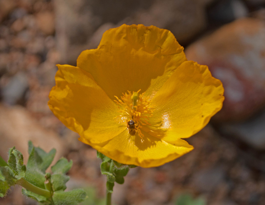 Giant buttercup tiny bee by philbacon