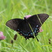 Black Swallowtail by cjwhite