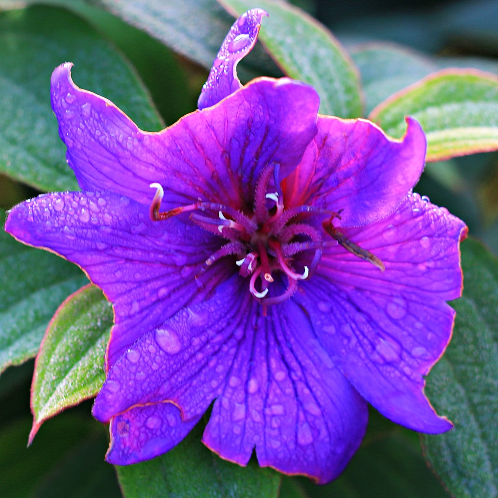Purple petals  by kiwinanna