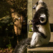 Black and White Ruffed Lemur by yorkshirekiwi