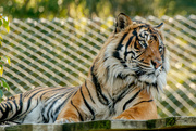 8th Jul 2018 - Sumatran Tiger
