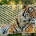 Sumatran Tiger by yorkshirekiwi