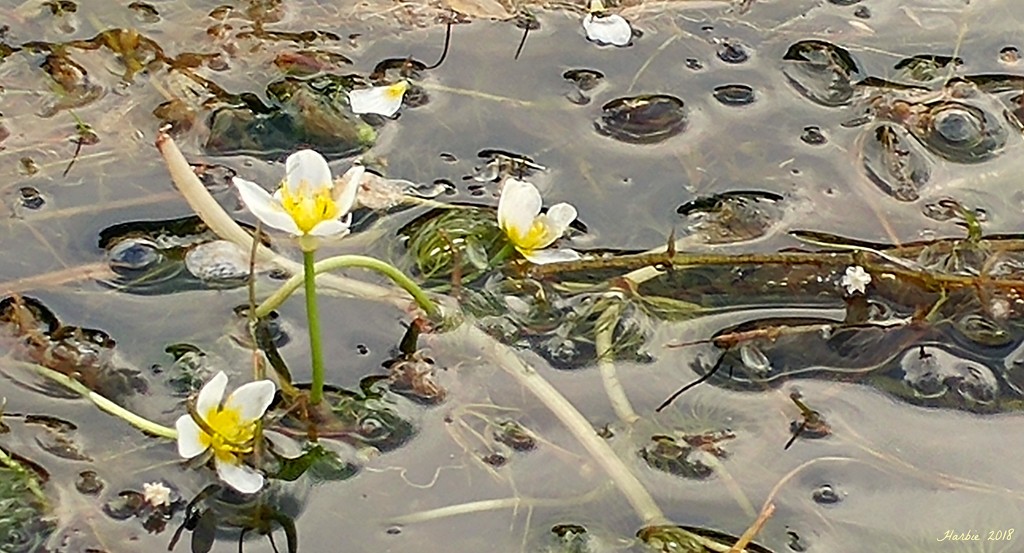 Water Flowers by harbie