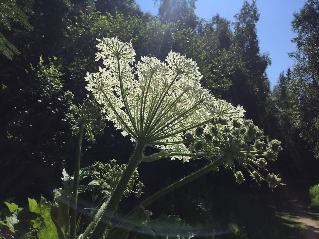 Cow parsnip but no cows by jshewman