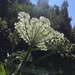 Cow parsnip but no cows by jshewman