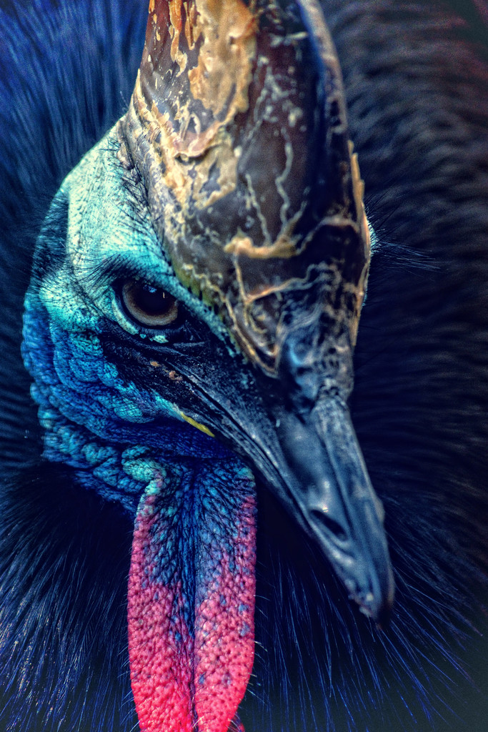 Southern Cassowary by annied