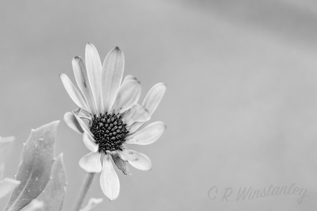 Black and White Daisy by kipper1951