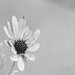 Black and White Daisy by kipper1951