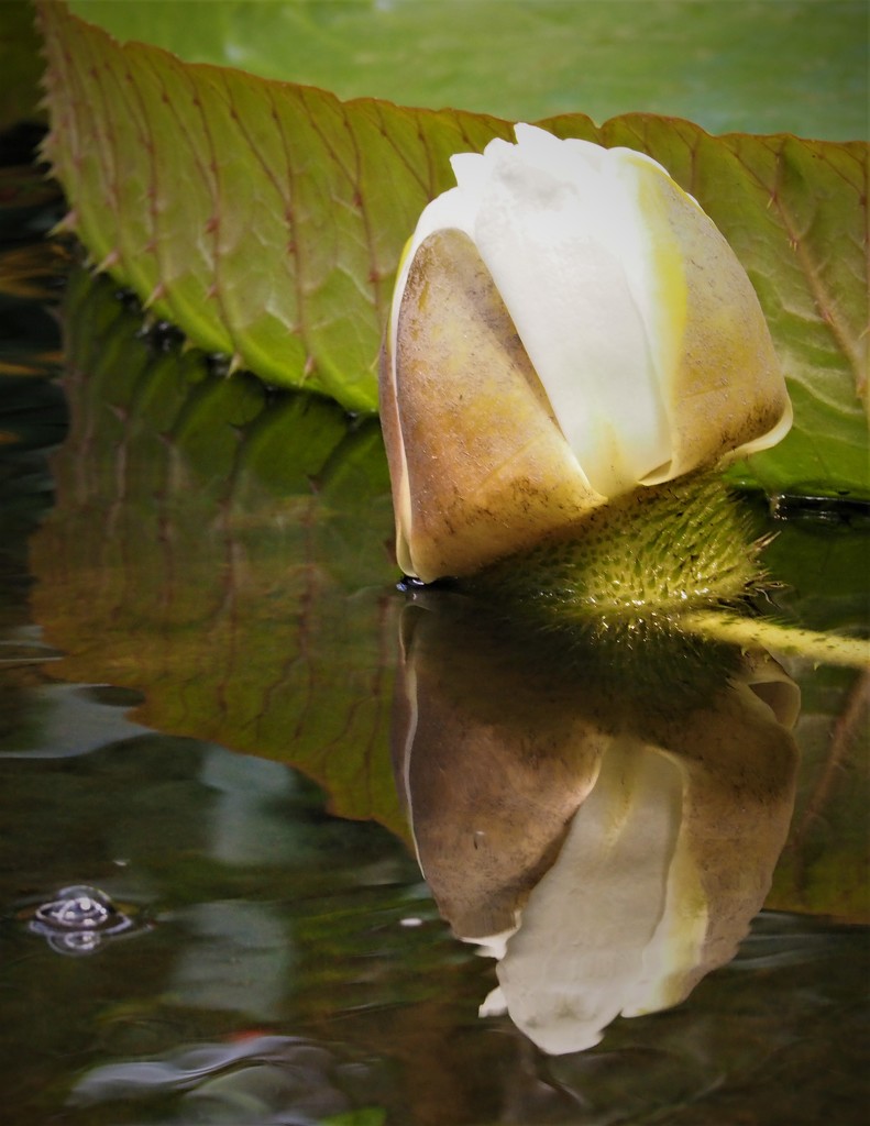 Victoria amazonica by jacqbb