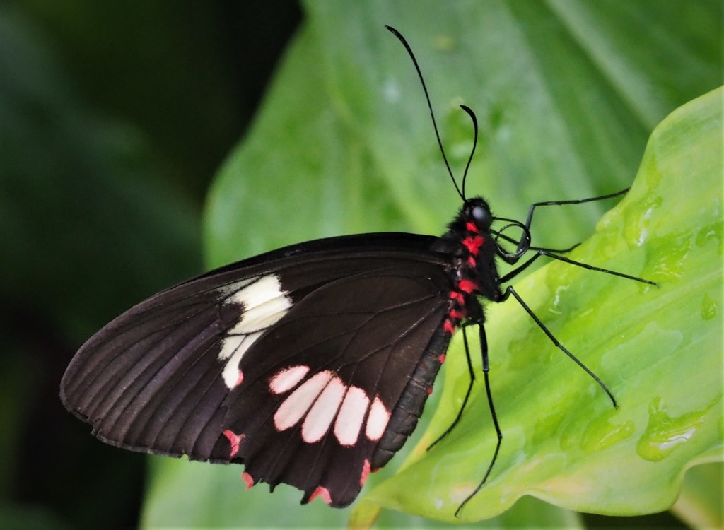Piano Key butterfly (Heliconius melpomene) by jacqbb