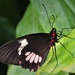 Piano Key butterfly (Heliconius melpomene) by jacqbb