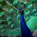 Peacock by novab