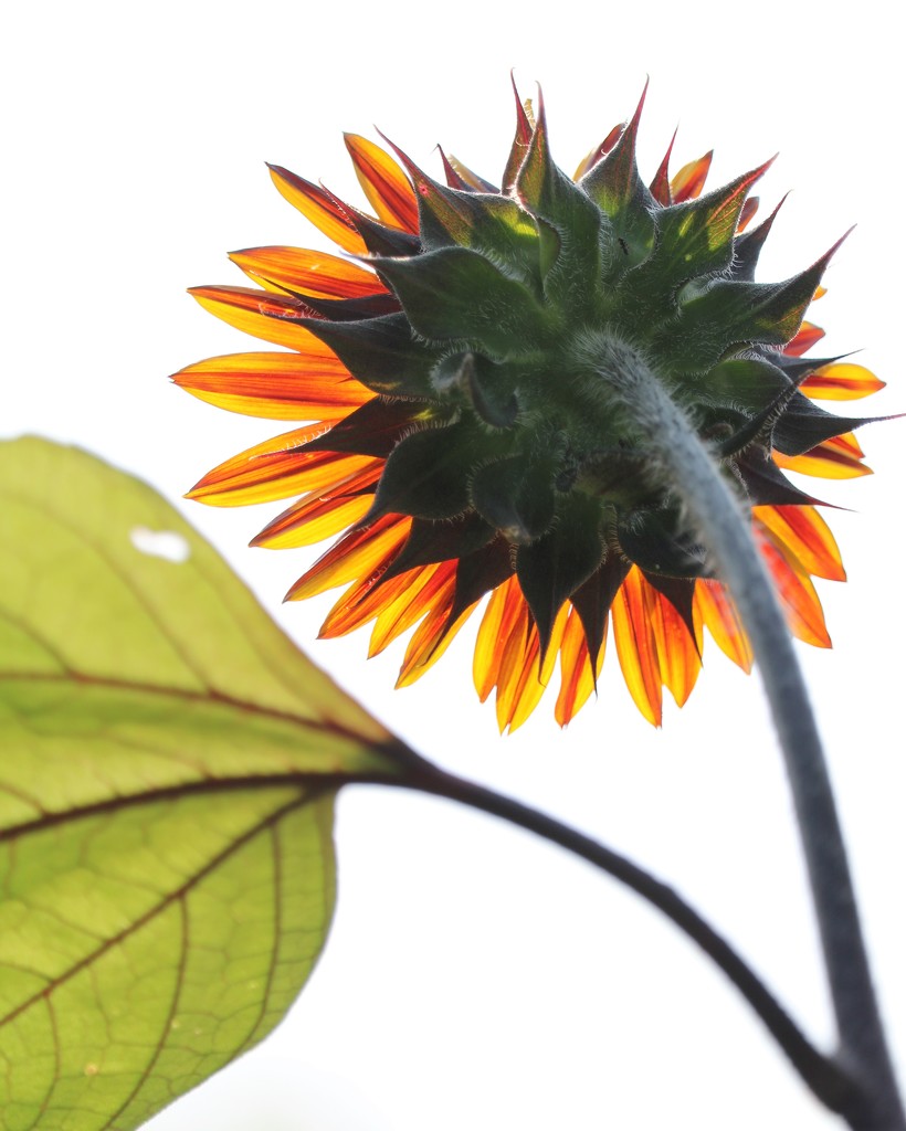 July 7: Sunflower by daisymiller