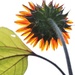 July 7: Sunflower by daisymiller