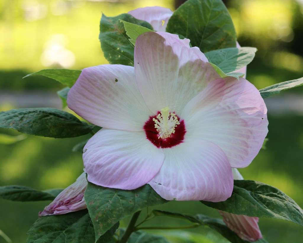 July 8: Hibiscus by daisymiller