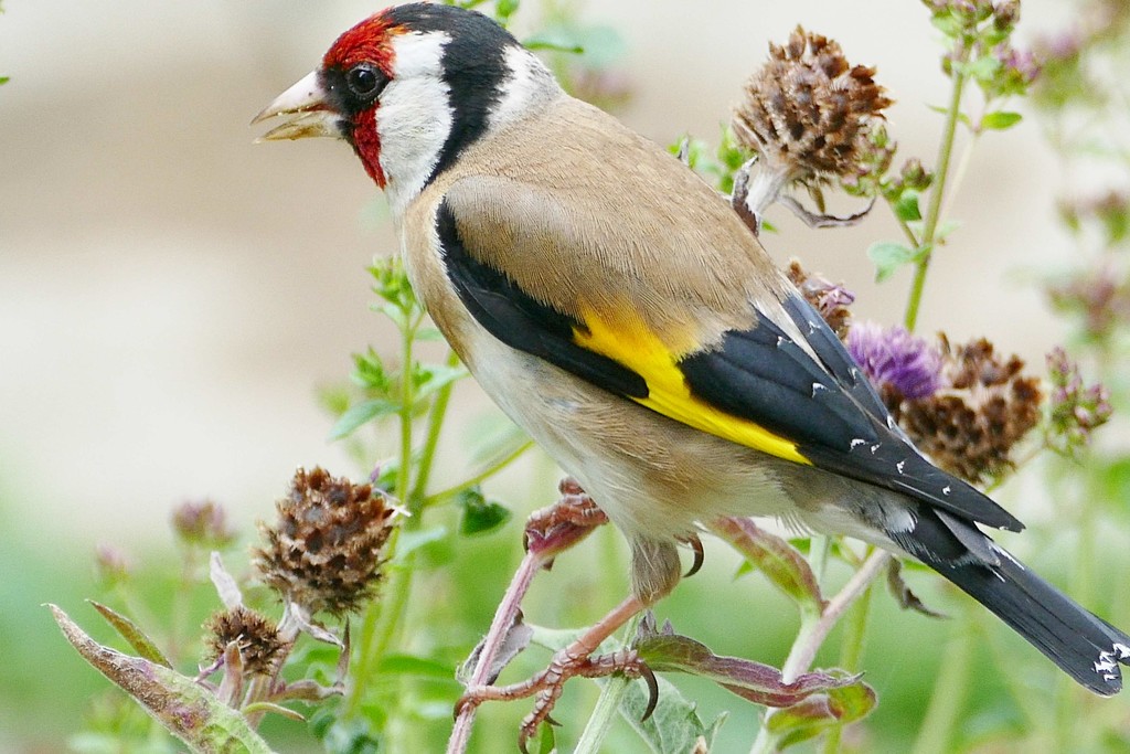 Garden Goldfinch  by jesika2