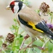 Garden Goldfinch  by jesika2