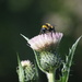 The Bee and The Thistle by 365projectmaxine