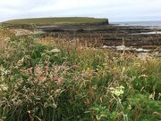 8th Jul 2018 - Brough of Birsay, Orkney