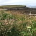 Brough of Birsay, Orkney by 365projectmaxine