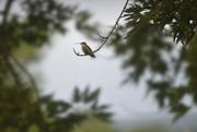 7th Jul 2018 - Ruby-throated Hummingbird 