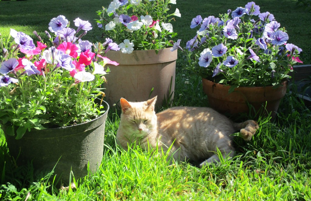 Sitting Pretty by the Petunias by julie