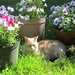 Sitting Pretty by the Petunias by julie