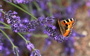 8th Jul 2018 - Butterfly & Lavender