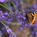 Butterfly & Lavender by phil_sandford