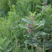 milkweed... by earthbeone