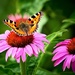 Echinacea Butterfly by carole_sandford
