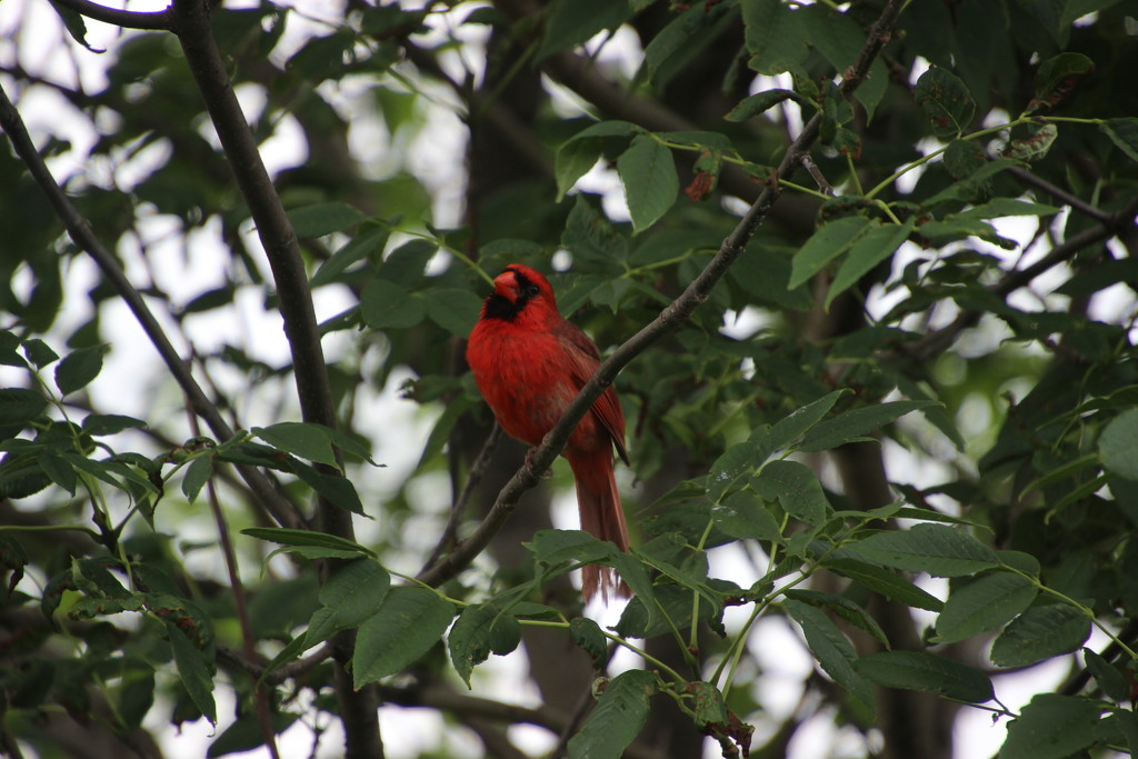 Male Cardinal by bjchipman