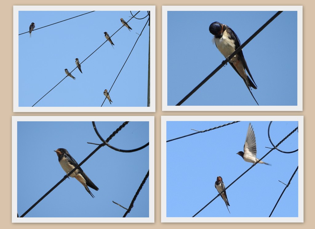 Swallows by oldjosh