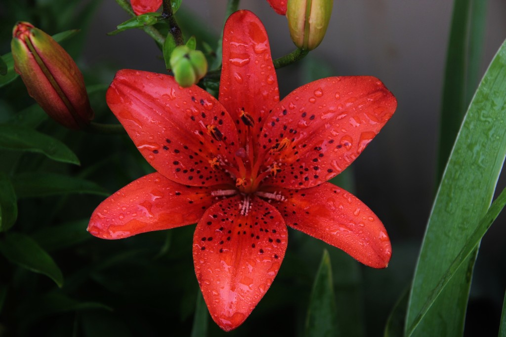 Asiatic Lily After The Rain by bjchipman