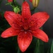 Asiatic Lily After The Rain by bjchipman