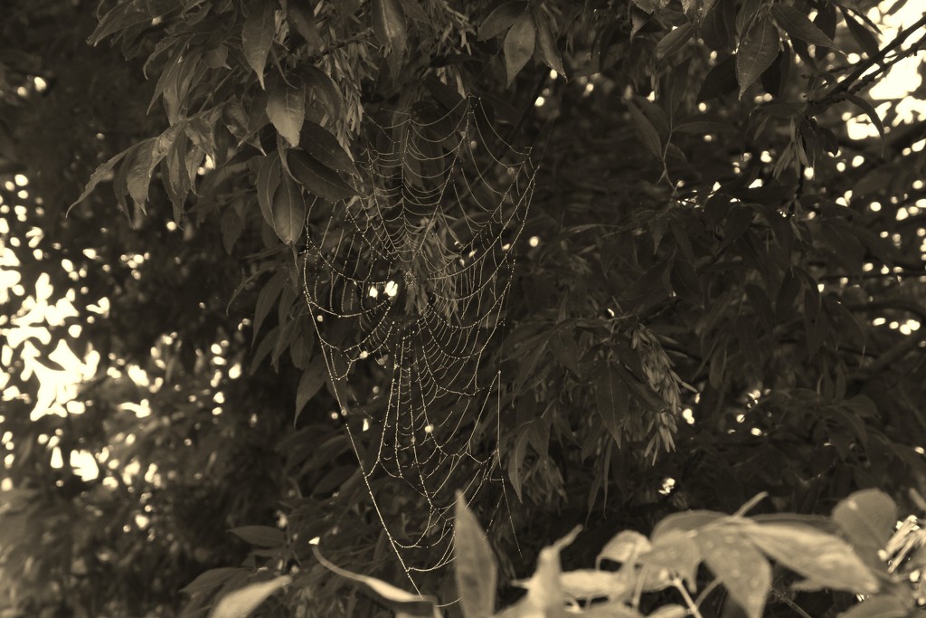 Dew-Coated Spider Web by bjchipman