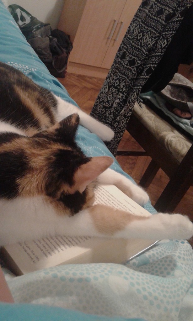 cat reading book by zardz