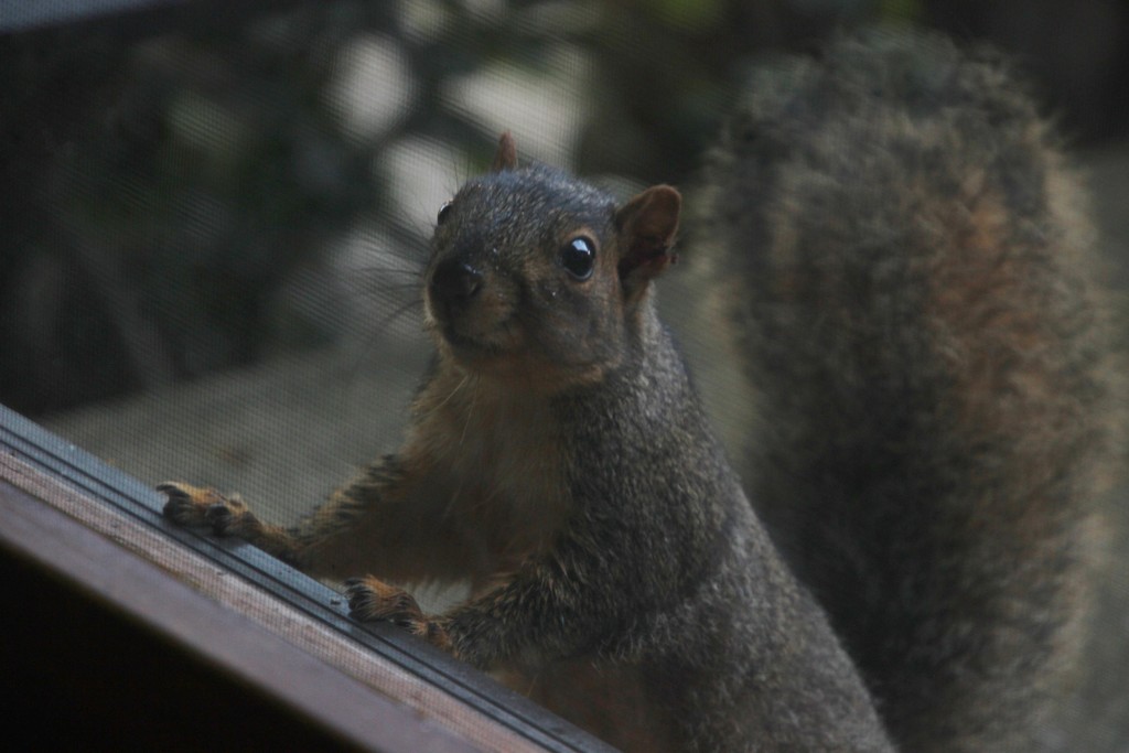 My Squirrel Friend by bjchipman